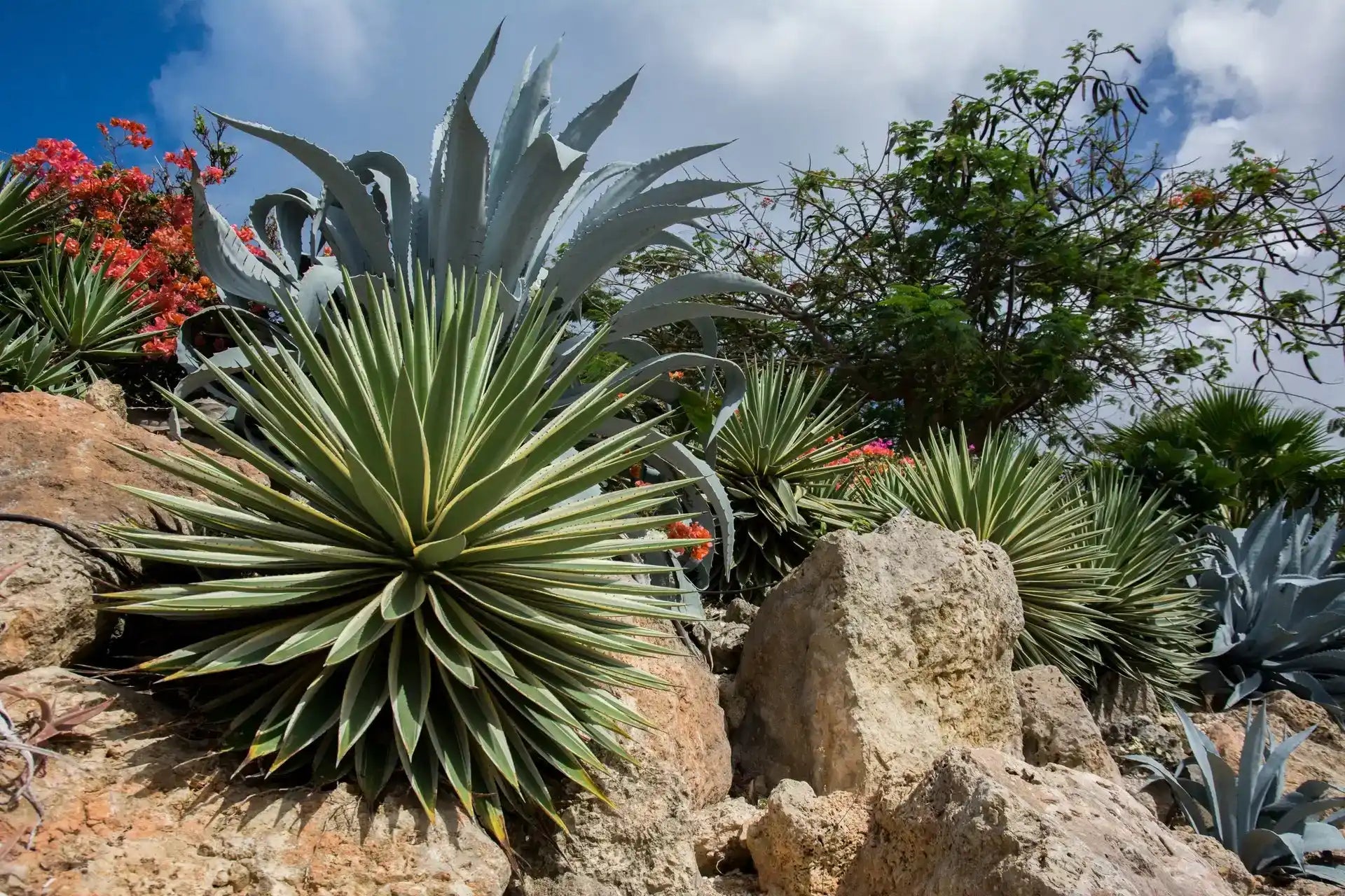 Succulent plants on rocky terrain.